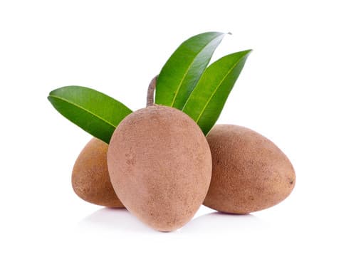 Alano sapodilla fruit tree