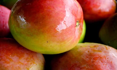 All Summer Mango fruit tree