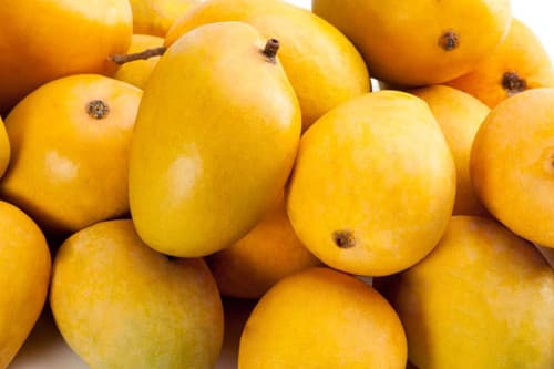 ALPHONSO MANGO fruit tree