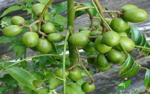 Ambarella June Plum fruit tree
