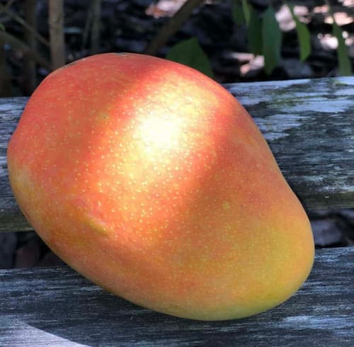 Angie Mango