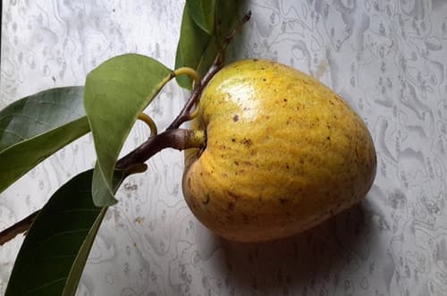 Annona Reticulata fruit tree