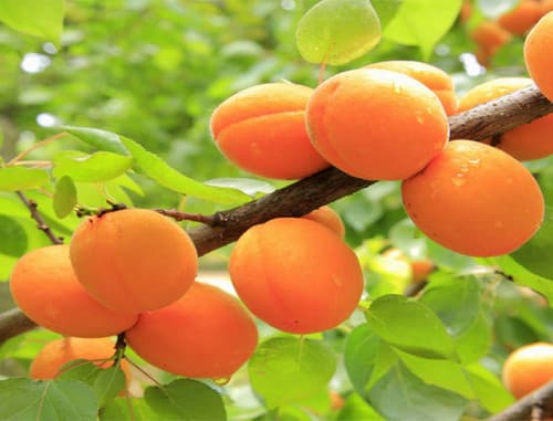 APRICOT - Trai Mo fruit tree