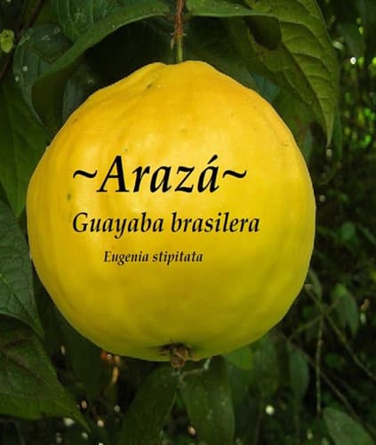ARAZA Guayaba Brasilera