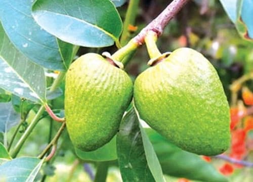 Asian Custard Apple- Binh Bat fruit tree