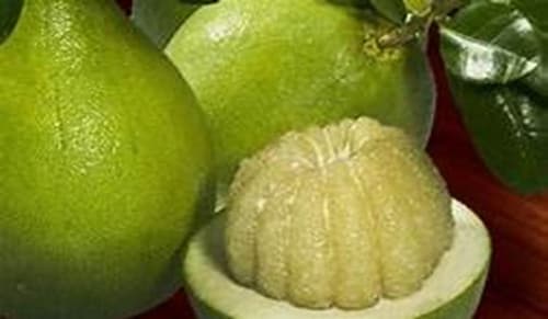 ASIAN Grapefruit Buoi 5 roi fruit tree