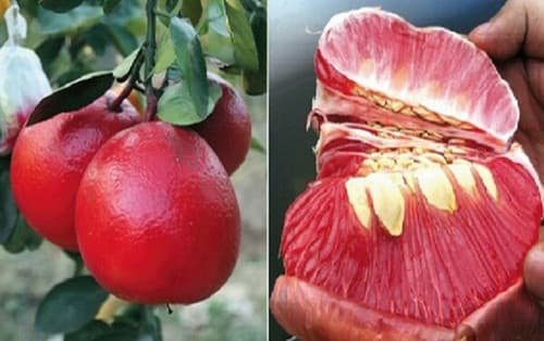 ASIAN Grapefruit Buoi ?? tien vua fruit tree