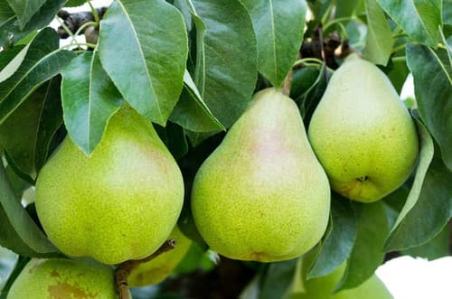 ASIAN PEAR - Trai Le fruit tree