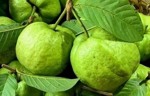 Asian Queen White Guava seedless fruit tree