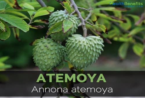 ATEMOYA fruit tree