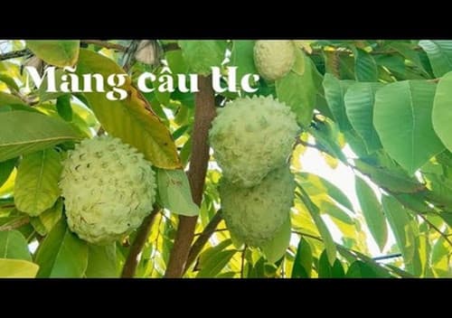 Atemoya Australia fruit tree