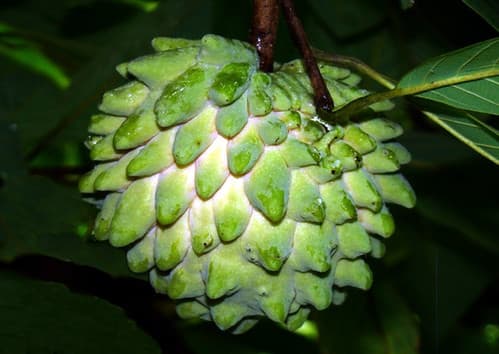 Atemoya Gefner fruit tree