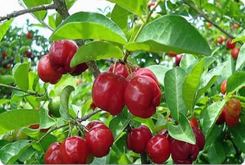 Barbados Cherry - Sori fruit tree