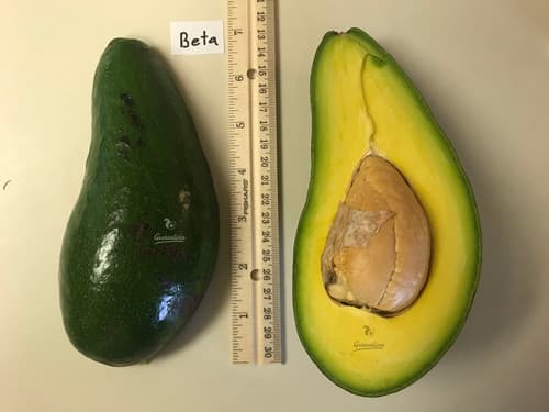 Beta avocado fruit tree