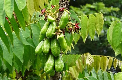 Bilimbi Tree Cay khe An Do fruit tree