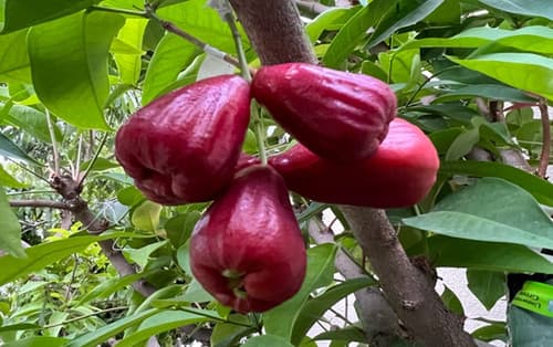 BLACK PEARL WAX APPLE TRAI MAN DO fruit tree