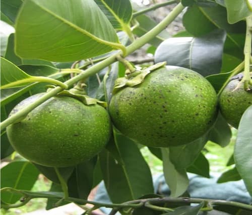 Black Sapote (Sa Po Che Den)