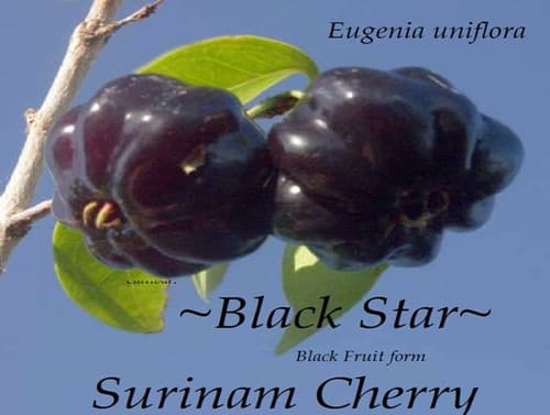 Black Star fruit tree