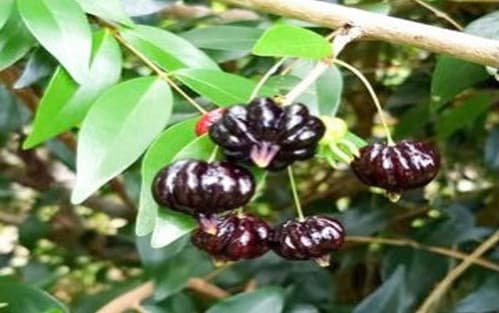 Black Surinam Cherry fruit tree