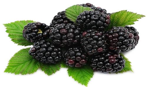 Blackberry - Arapaho fruit tree
