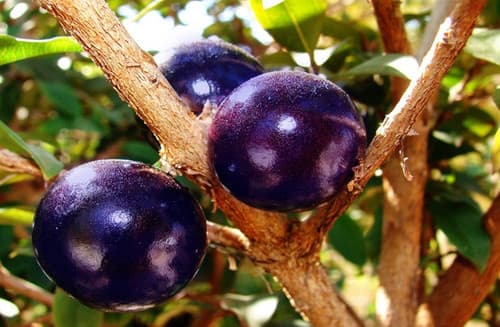 Blue Jaboticaba or Brazilian Grape Nho than go xanh fruit tree