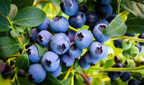 BLUEBERRY - EMERALD fruit tree
