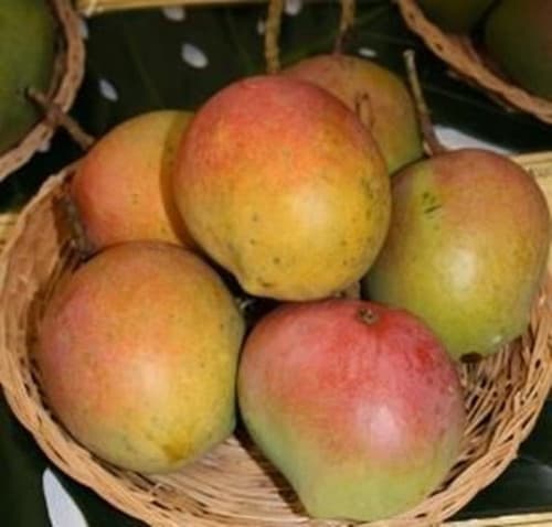 BOMBAY MANGO