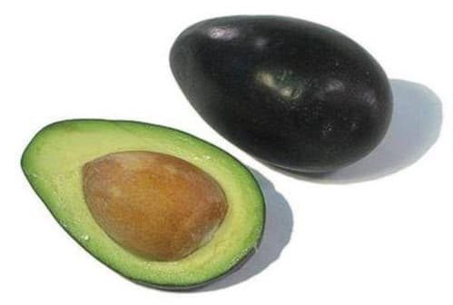 Brogdon Avocado fruit tree