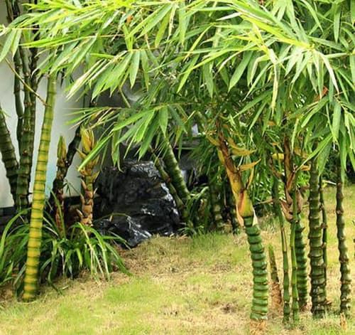 Buddha belly bamboo fruit tree