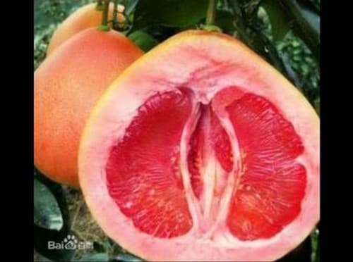 Buoi Tam Hong fruit tree