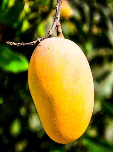 BUTTER CREAM MANGO fruit tree