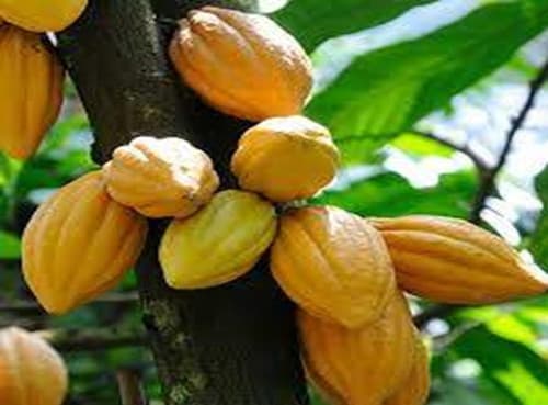 Cacao - Yellow Cay Cacao fruit tree