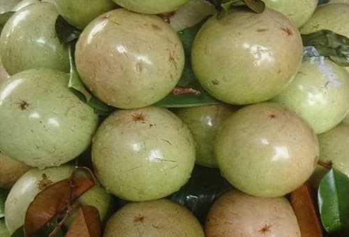 CAIMITO (STAR APPLE) fruit tree
