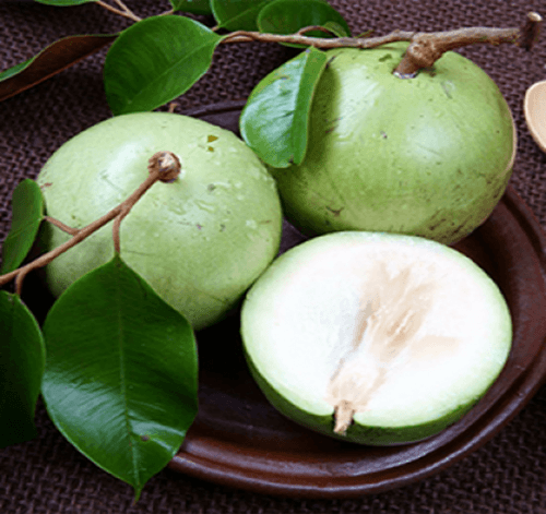 Caimito (Star Apple) - White fruit tree