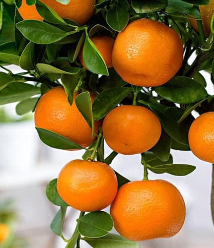 CALAMONDIN CAY QUAT- QUA TAC fruit tree