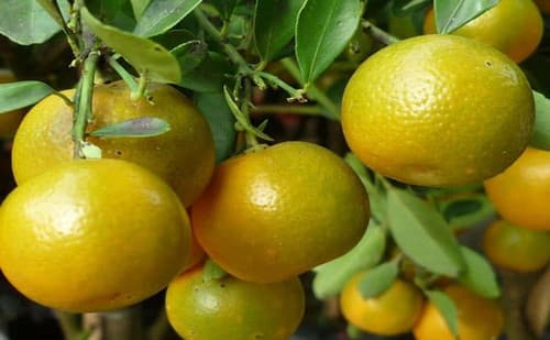 Calamondin Quat (cay tac) fruit tree