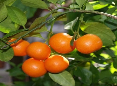 Calamondine- Cay tac chua fruit tree