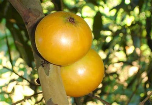CAMBUCA FRUIT fruit tree