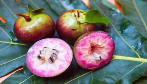 CAMITTO PURPLE Vu sua tim fruit tree