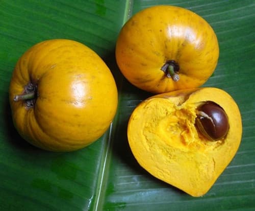Canistel Lekima or Cay Trung Ga