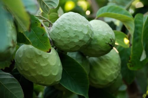 Cherimoya - Mang Cau Me