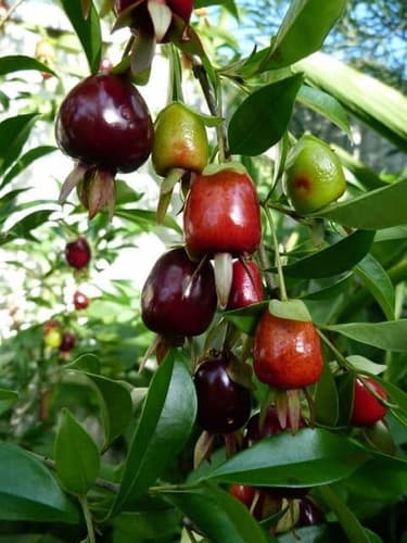 cherry of the rio grande plant