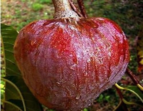 CUSTARD APPLE