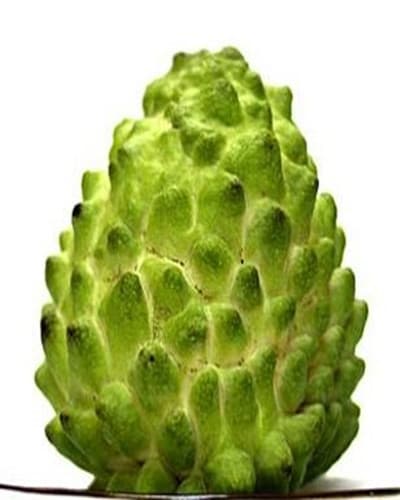 GIANT SUGAR APPLE (Na Sầu Riêng)