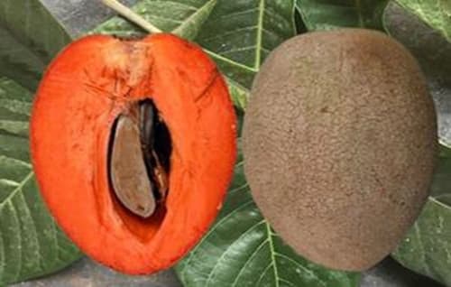 Mamey Magana