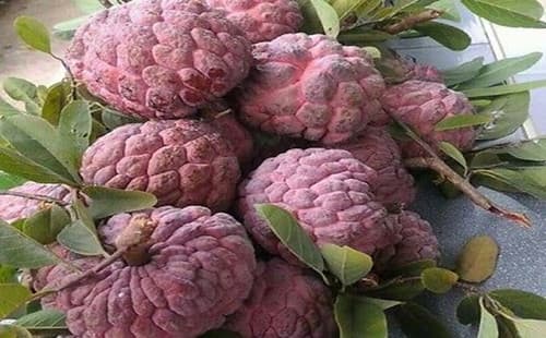 Red Custard Apple