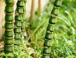 Buddha belly bamboo fruit and tree detail