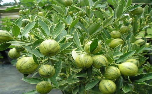 Centennial Variegated Kumquat Tac cam thach