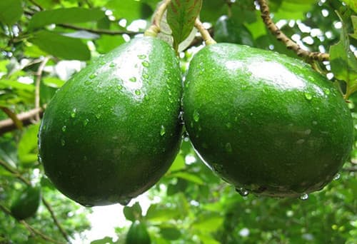 Choquette Avocado