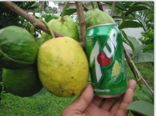Giant pink Indian guava